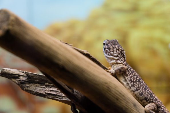 Australia 2015-051
