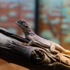 Australia 2015-052