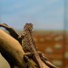 Australia 2015-053