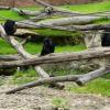 Australia 2015-058