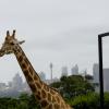 Australia 2015-073