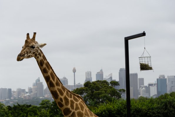 Australia 2015-073