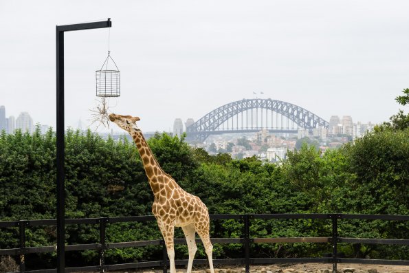 Australia 2015-074