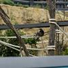 Australia 2015-083