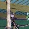 Australia 2015-087