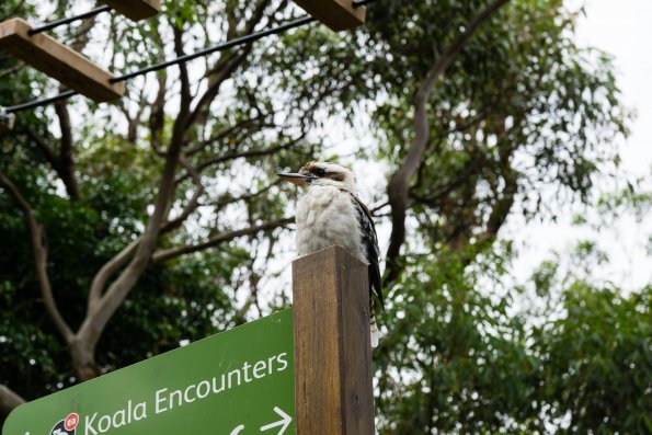 Australia 2015-090