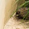 Australia 2015-093