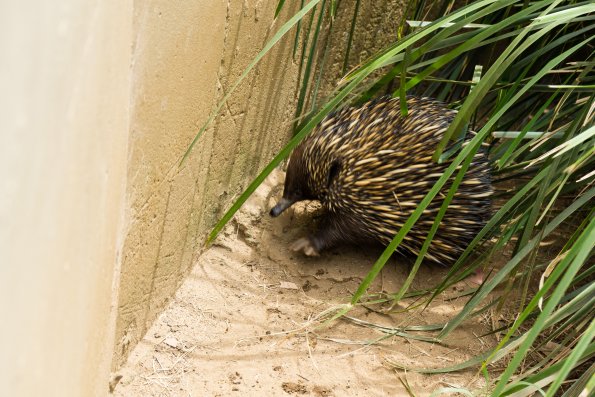 Australia 2015-093