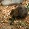 Australia 2015-094