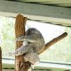 Australia 2015-095