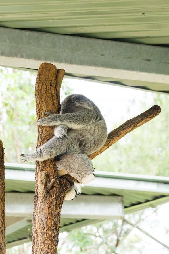 Australia 2015-095
