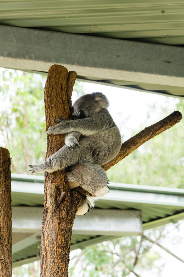 Australia 2015-096