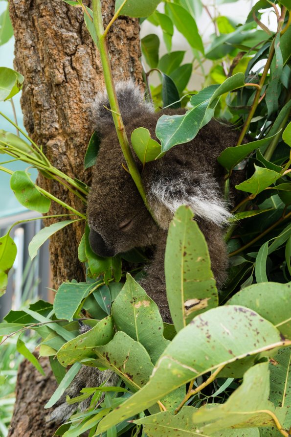 Australia 2015-099