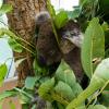 Australia 2015-100