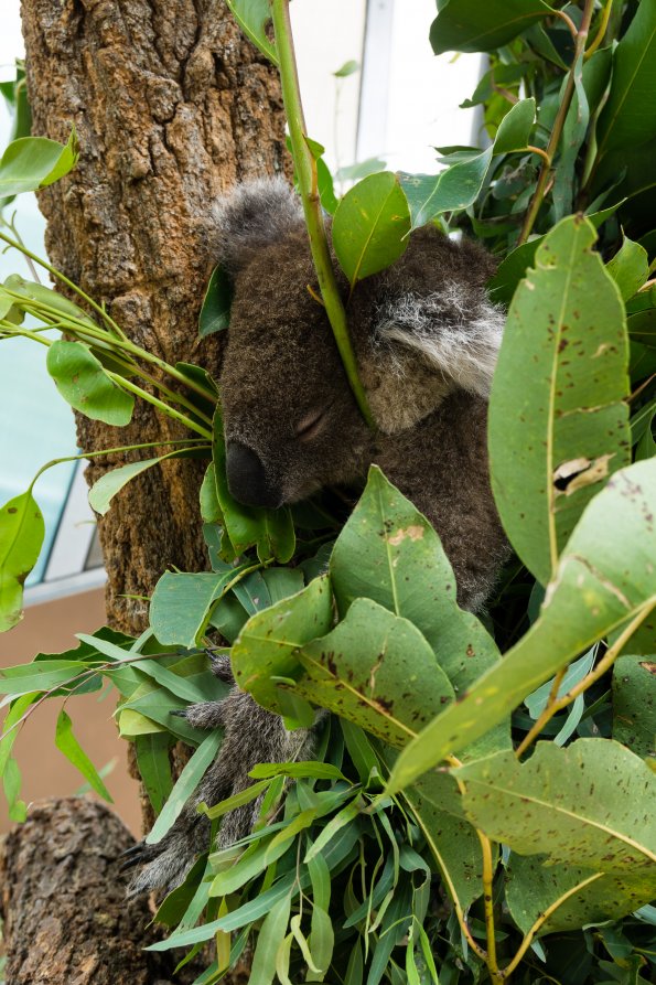 Australia 2015-100