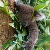 Australia 2015-101
