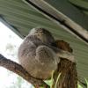 Australia 2015-103