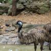 Australia 2015-105