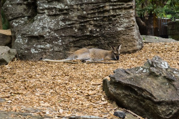 Australia 2015-106
