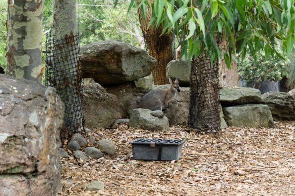 Australia 2015-108