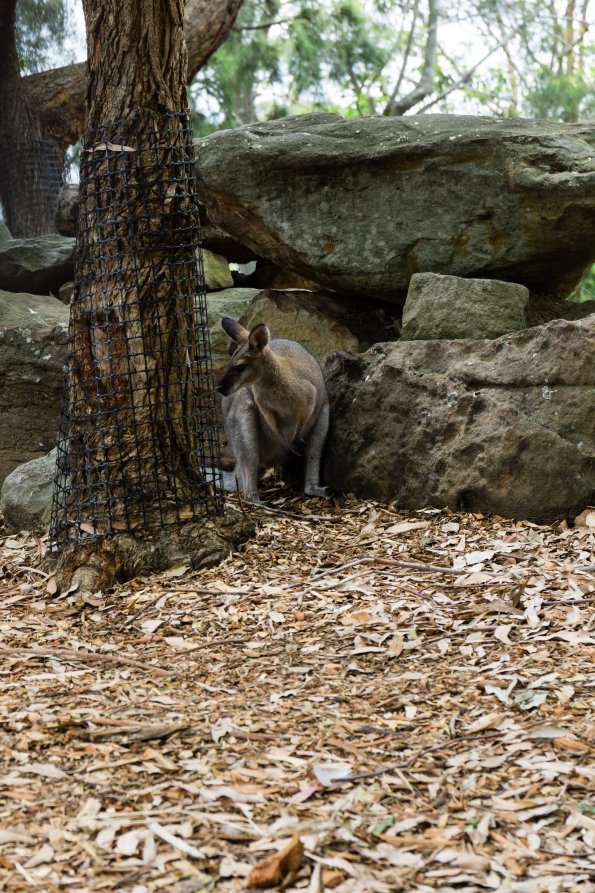 Australia 2015-109