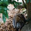 Australia 2015-114