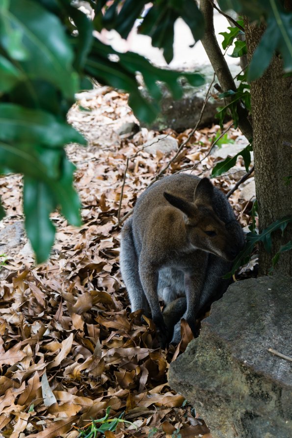 Australia 2015-114