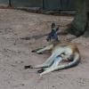 Australia 2015-118