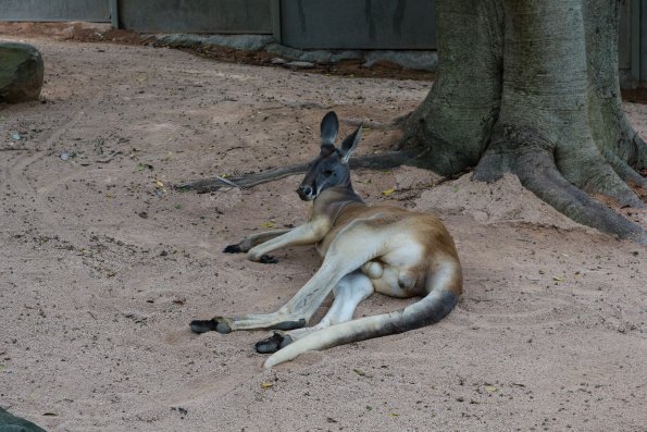 Australia 2015-118