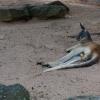 Australia 2015-121