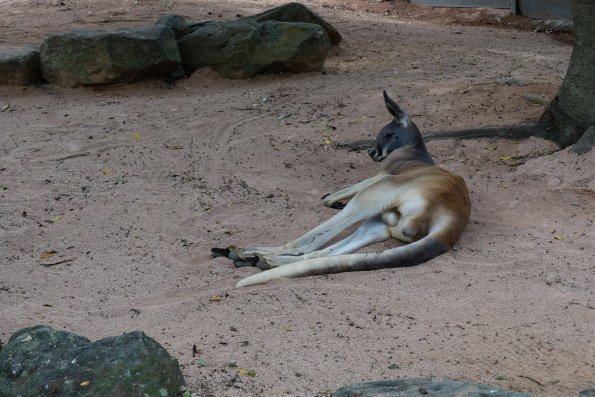 Australia 2015-121