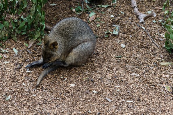 Australia 2015-133