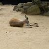 Australia 2015-135