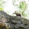 Australia 2015-137