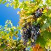 Crete 2014-063