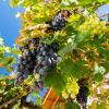 Crete 2014-064