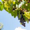 Crete 2014-065