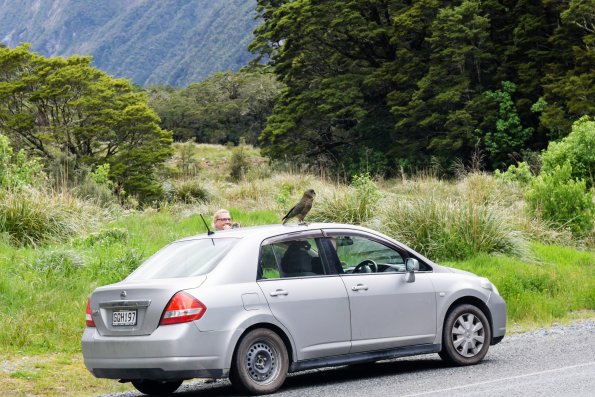 New Zealand 2014~2015-023
