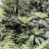 New Zealand 2014~2015-033