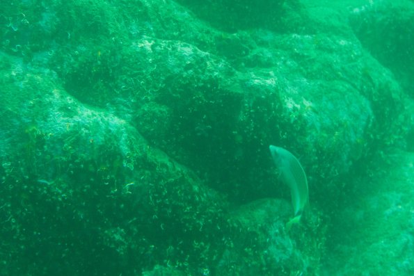 New Zealand 2014~2015-053
