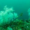 New Zealand 2014~2015-060