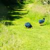 New Zealand 2014~2015-007