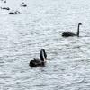 New Zealand 2014~2015-045