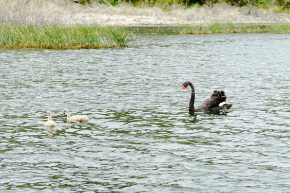 New Zealand 2014~2015-046