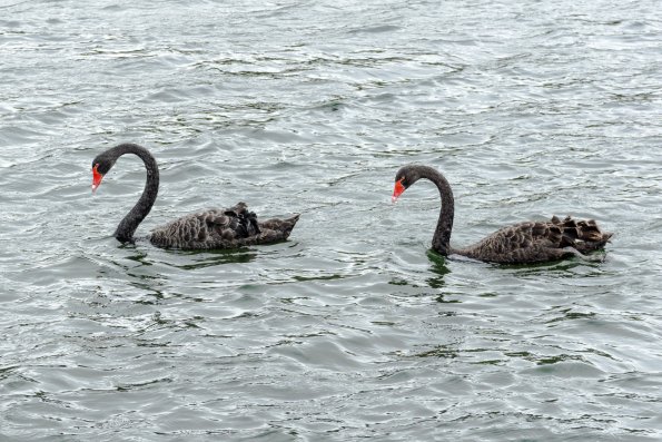 New Zealand 2014~2015-048