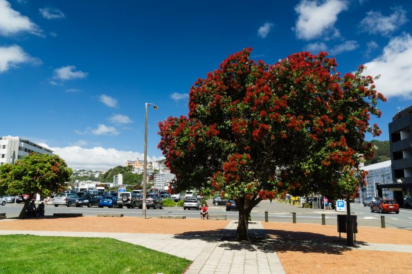 New Zealand 2014~2015-033