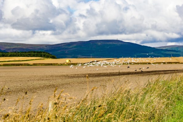 Scotland 2015-025