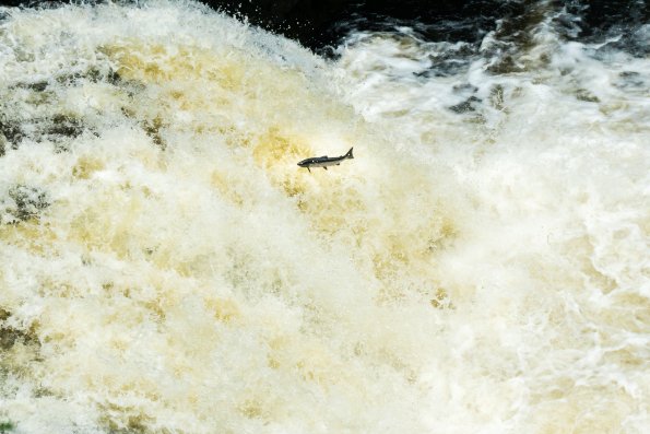 Scotland 2015-028