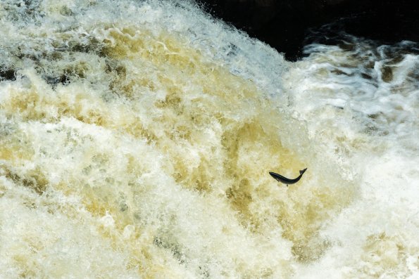 Scotland 2015-041