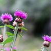 Scotland 2015-047